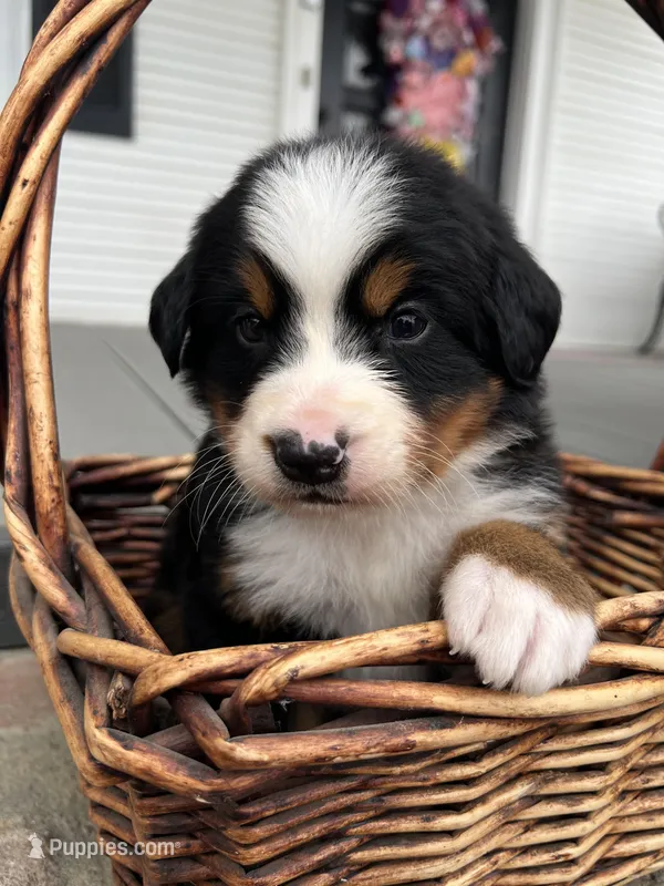 Rio, a male Bernese Mountain Dog for sale in Newman, CA – Photo 1 of 6