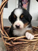 Rio, a male Bernese Mountain Dog for sale in Newman, CA – Photo 1 of 6