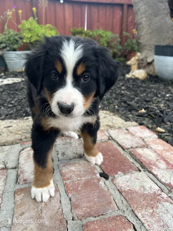 Rio – Bernese Mountain Dog puppy for sale in Newman, CA