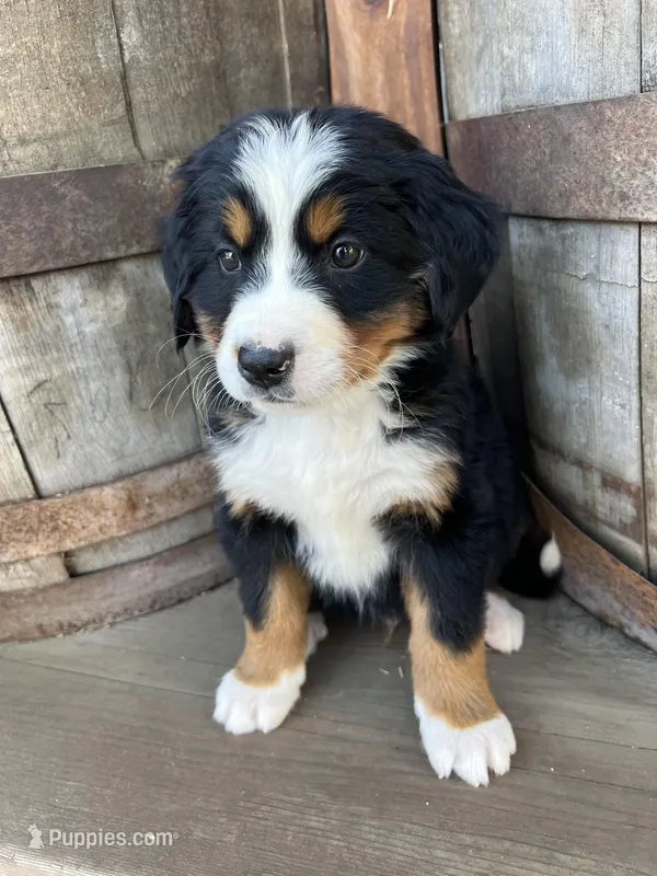 Rio – Bernese Mountain Dog puppy for sale in Newman, CA