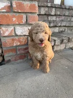 Teddy, a male Goldendoodle for sale in Newman, CA – 3 of 6