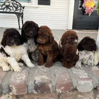 Patches (medium), a female Goldendoodle for sale in Newman, CA – Photo 7 of 10