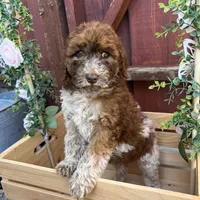 Patches (medium), a female Goldendoodle for sale in Newman, CA – Photo 3 of 10