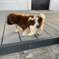 Patches (medium), a female Goldendoodle for sale in Newman, CA – Photo 9 of 10