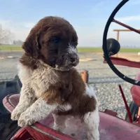 Patches (medium), a female Goldendoodle for sale in Newman, CA – Photo 5 of 10