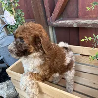 Patches (medium), a female Goldendoodle for sale in Newman, CA – Photo 4 of 10