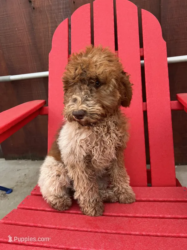 Patches (medium) – Goldendoodle puppy for sale in Newman, CA