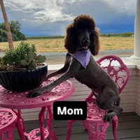 Patches (medium), a female Goldendoodle for sale in Newman, CA – Photo 8 of 10