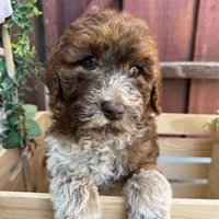 Patches (medium), a female Goldendoodle for sale in Newman, CA – Photo 2 of 10