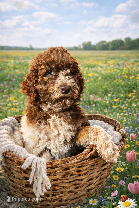 Patches (medium) – Goldendoodle puppy for sale in Newman, CA