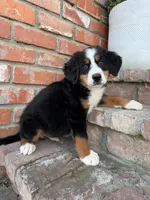 Gus, a male Bernese Mountain Dog for sale in Newman, CA – 2 of 4