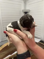 Mocha (medium), a female Goldendoodle for sale in Newman, CA – Photo 5 of 8