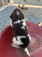 Mocha (medium), a female Goldendoodle for sale in Newman, CA – Photo 3 of 8