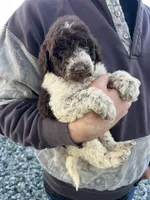 Mocha (medium), a female Goldendoodle for sale in Newman, CA – Photo 2 of 8