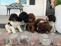Mocha (medium), a female Goldendoodle for sale in Newman, CA – Photo 4 of 8