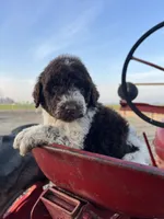 Mocha (medium), a female Goldendoodle for sale in Newman, CA – Photo 1 of 8