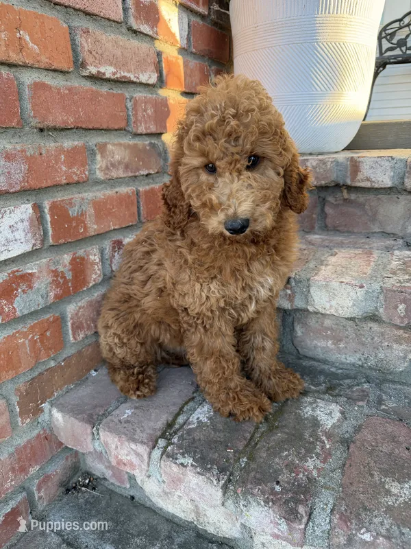Toots (medium size) – Goldendoodle puppy for sale in Newman, CA
