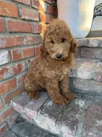 Toots (medium size), a female Goldendoodle for sale in Newman, CA – 1 of 8
