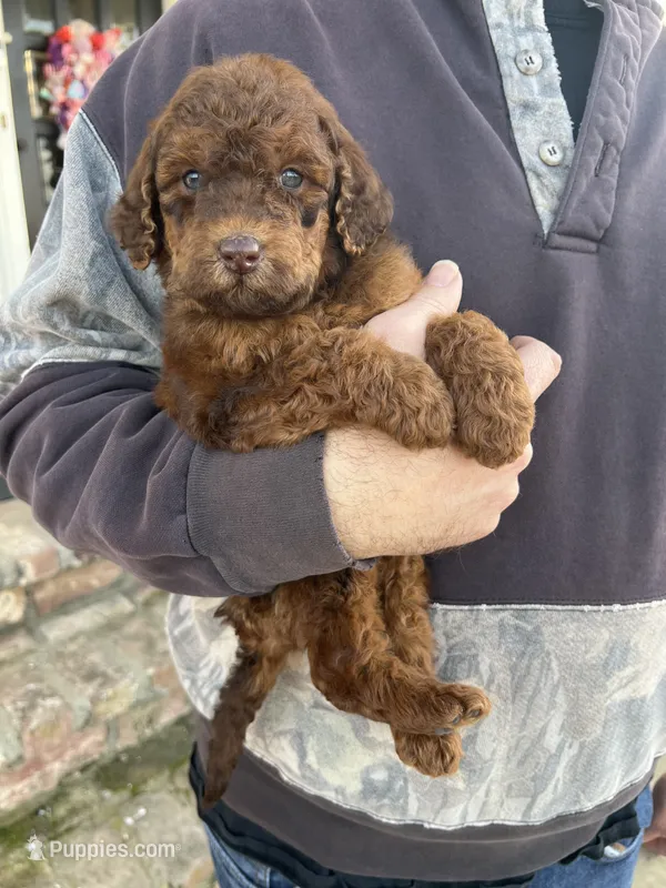 Phantom Bella (Medium)