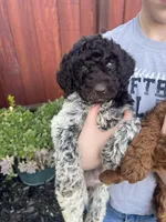 Winnie (medium), a female Goldendoodle for sale in Newman, CA – Photo 1 of 8