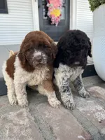 Winnie (medium), a female Goldendoodle for sale in Newman, CA – Photo 5 of 8