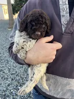 Winnie (medium), a female Goldendoodle for sale in Newman, CA – Photo 3 of 8