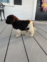 Winnie (medium), a female Goldendoodle for sale in Newman, CA – Photo 4 of 8