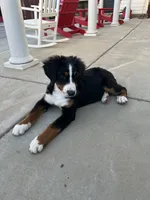 Rio, a male Bernese Mountain Dog for sale in Newman, CA – 3 of 10