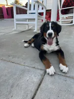 Rio, a male Bernese Mountain Dog for sale in Newman, CA – 2 of 10