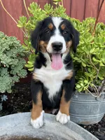 Rio, a male Bernese Mountain Dog for sale in Newman, CA – 2 of 10
