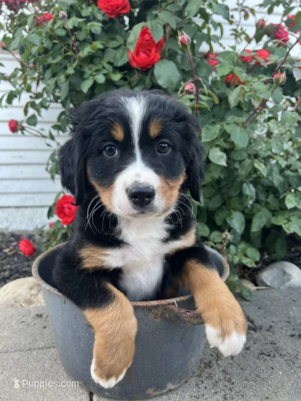 Kenra – Bernese Mountain Dog puppy for sale in Newman, CA