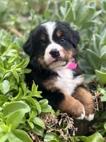 Kenra, a female Bernese Mountain Dog for sale in Newman, CA – Photo 1 of 5