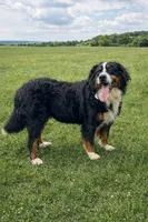 Kenra, a female Bernese Mountain Dog for sale in Newman, CA – Photo 4 of 5
