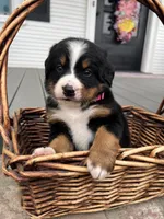 Kenra, a female Bernese Mountain Dog for sale in Newman, CA – Photo 2 of 5