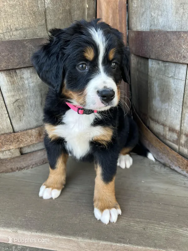 Kenra – Bernese Mountain Dog puppy for sale in Newman, CA