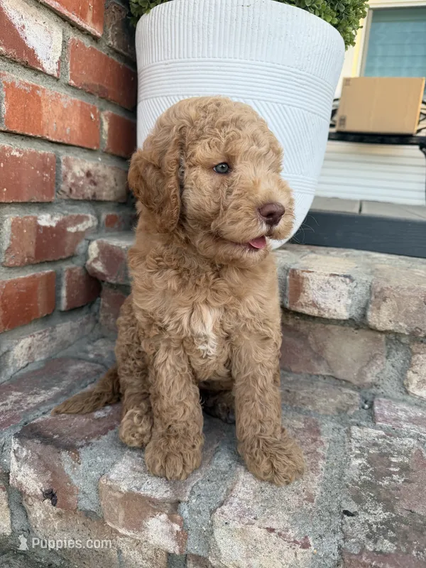 Teddy – Goldendoodle puppy for sale in Newman, CA