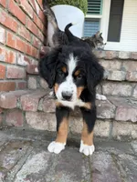 Louie, a male Bernese Mountain Dog for sale in Newman, CA – 1 of 4