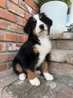 Pumpkin, a female Bernese Mountain Dog for sale in Newman, CA – 3 of 5
