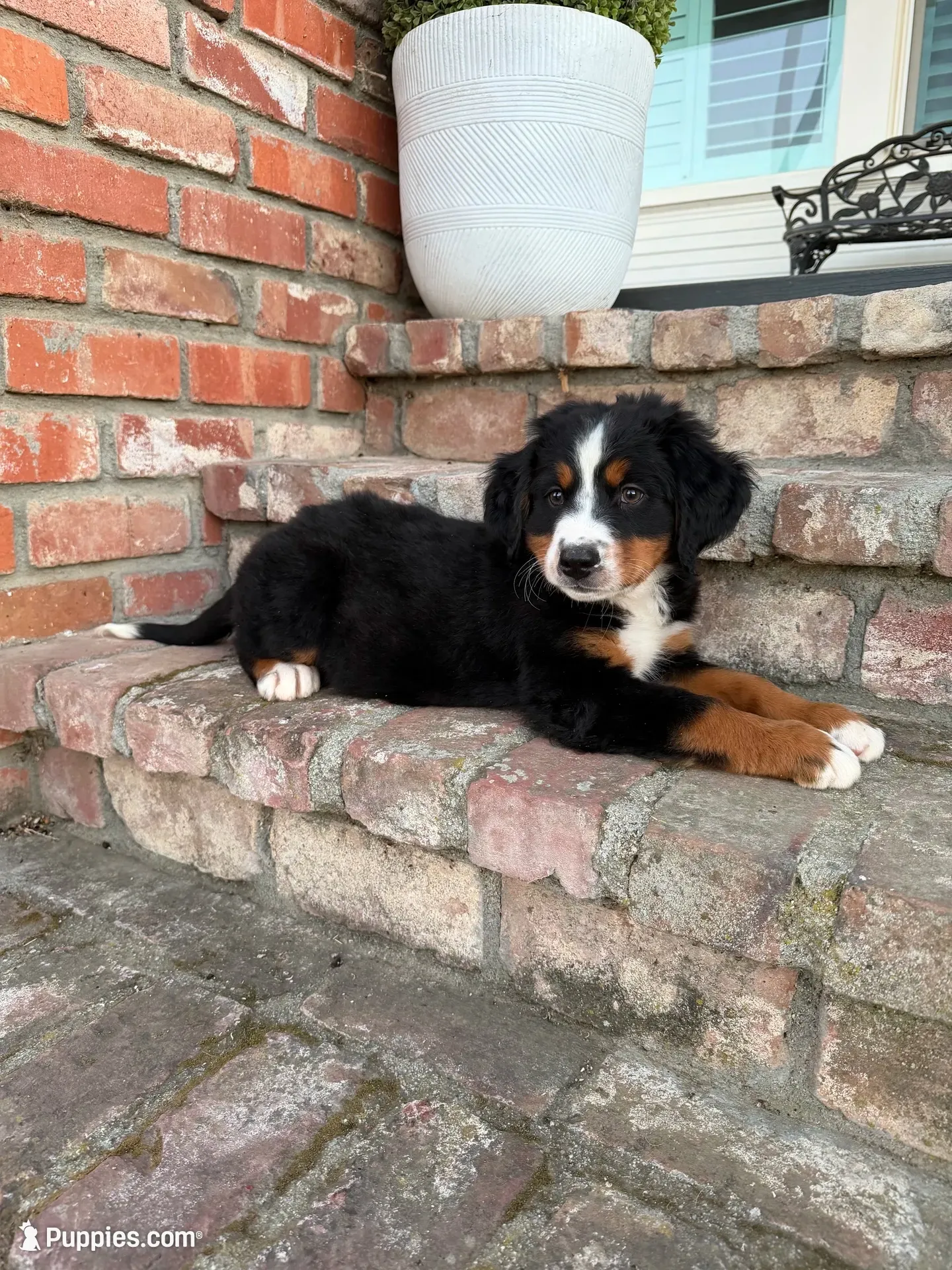 Jack, a male Bernese Mountain Dog for sale in Newman, CA – 1 of 5
