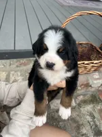 Ace, a male Bernese Mountain Dog for sale in Newman, CA – Photo 2 of 6