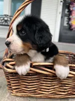Ace, a male Bernese Mountain Dog for sale in Newman, CA – Photo 4 of 6