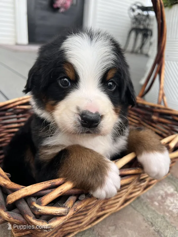 Ace – Bernese Mountain Dog puppy for sale in Newman, CA