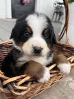 Ace, a male Bernese Mountain Dog for sale in Newman, CA – Photo 1 of 6