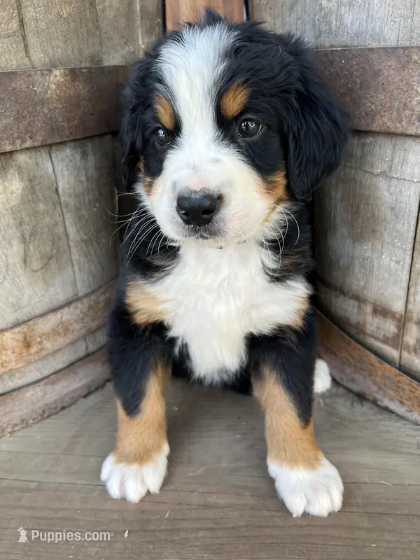 Ace – Bernese Mountain Dog puppy for sale in Newman, CA
