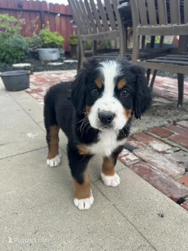 Ace – Bernese Mountain Dog puppy for sale in Newman, CA