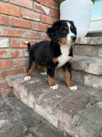 Jack, a male Bernese Mountain Dog for sale in Newman, CA – 2 of 5