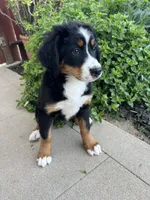 Kenra, a female Bernese Mountain Dog for sale in Newman, CA – 2 of 9
