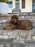 Penny (Medium size), a female Goldendoodle for sale in Newman, CA – 2 of 7