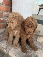 Toots, a female Goldendoodle for sale in Newman, CA – 4 of 6