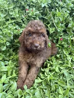 Penny, a female Goldendoodle for sale in Newman, CA – 2 of 5